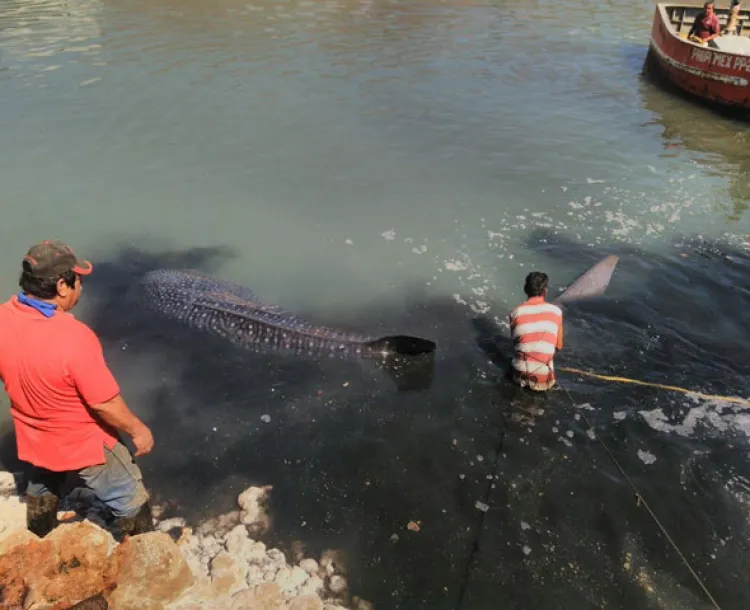 Rescatan a Tiburón Ballena