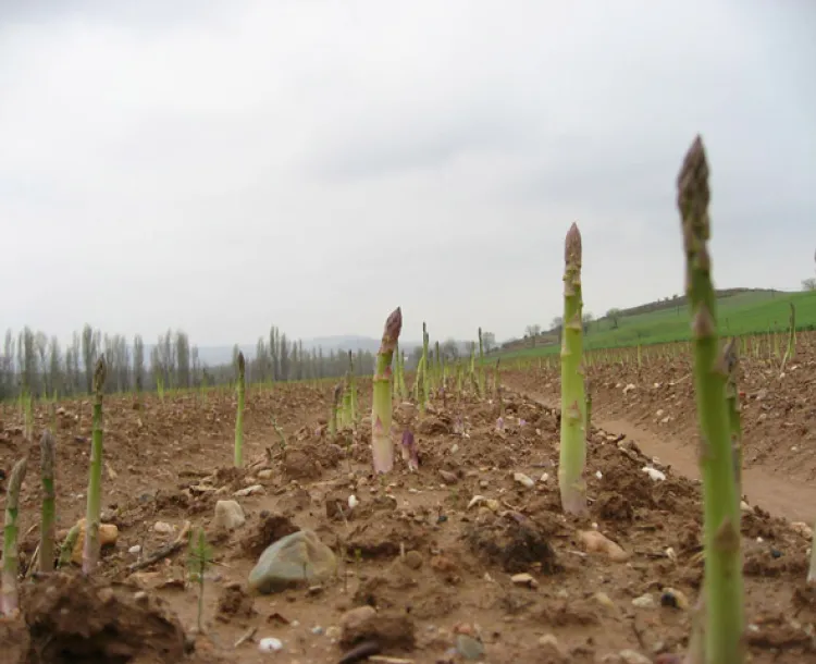 Apoyan investigadores del CIAD en producción de espárragos