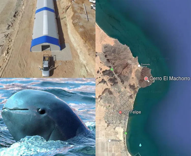 Inicia construcción de última esperanza de salvación de vaquita marina