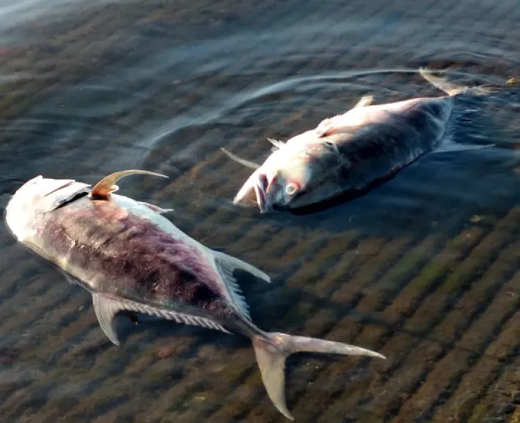 Falta de oxígeno mata a peces en Guaymas y Cajeme