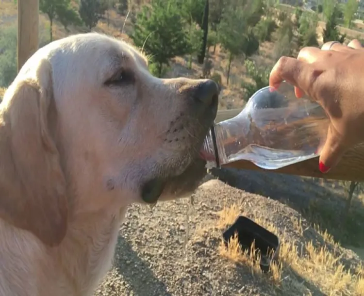 ¿Conoce cuánta agua consume su perro al día?, ten cuidado