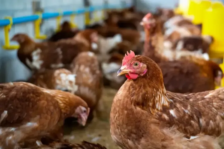 Externa OMS su “gran preocupación” por transmisión de gripe aviar a los humanos