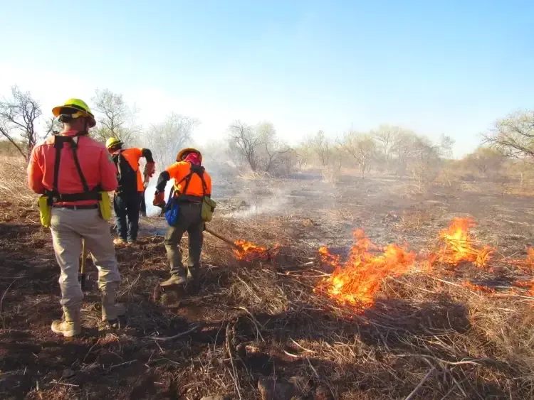 Apagan incendio forestal en Quiriego, Sonora