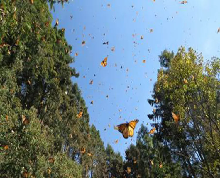 Mariposas Monarca inician su llegada