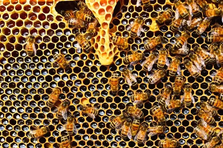 Alerta por presencia de abejas en hogares de Nogales