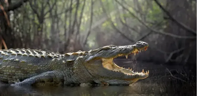 Hallan cuerpo de mujer en las fauces de un cocodrilo en Clear Lake, Texas