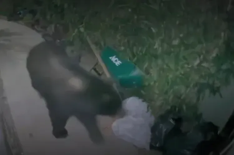 Fatal ataque de oso negro en California: Trágica lucha por sobrevivir