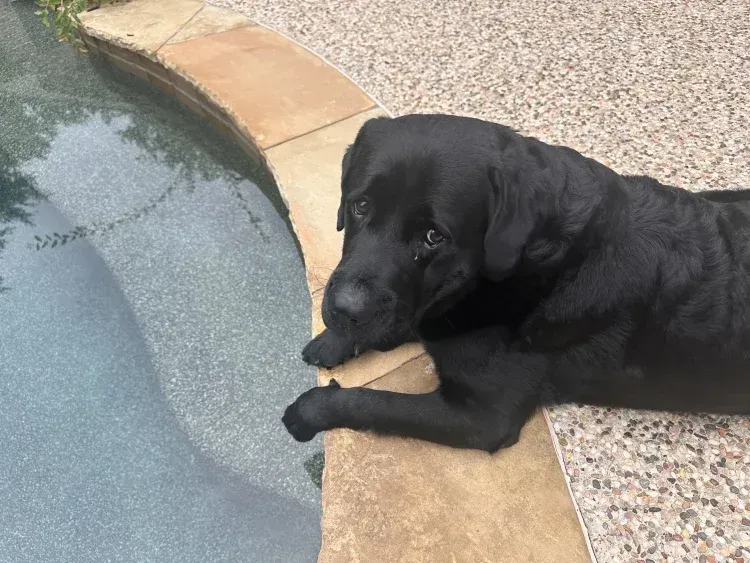 Viral: Familia se va de vacaciones y agencia de viajes extravía a su perro Macario
