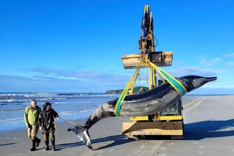 Nueva Zelanda sorprende con el cadáver de una ballena de dientes de pala, la especie más misteriosa