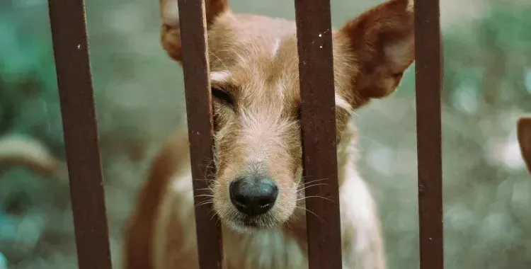 Rescate conmovedor: Brigada de Vigilancia Animal salva a perra y sus cachorros de maltrato