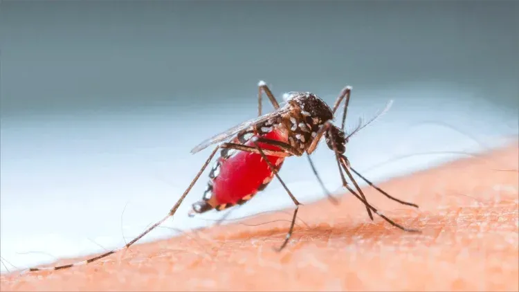 Zona norte de Sonora libre de casos de dengue, pese a temporada de lluvias: Salud