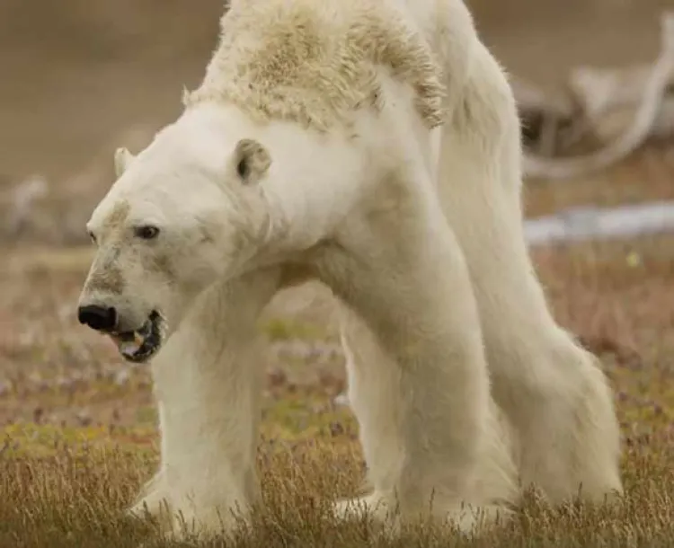 Agoniza oso polar por calentamiento global