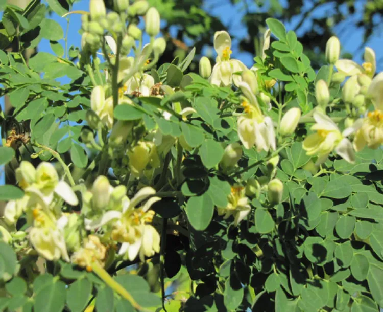 Moringa, el árbol de la vida y sus increíbles virtudes