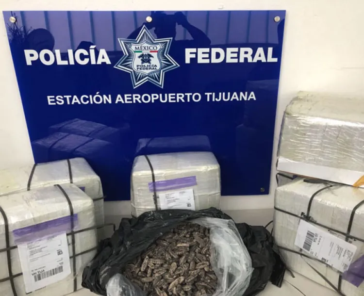 Incauta PF 114 kilogramos de pepino de mar en Tijuana