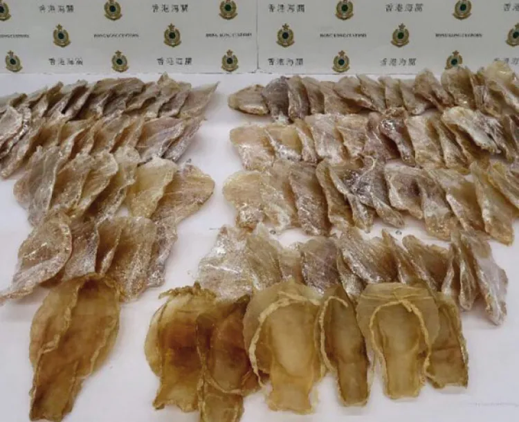 Decomisan en Hong Kong totoaba proveniente de Sonora