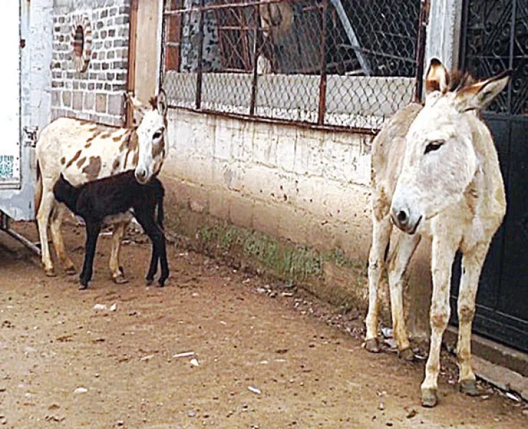 Burro mexicano en extinción