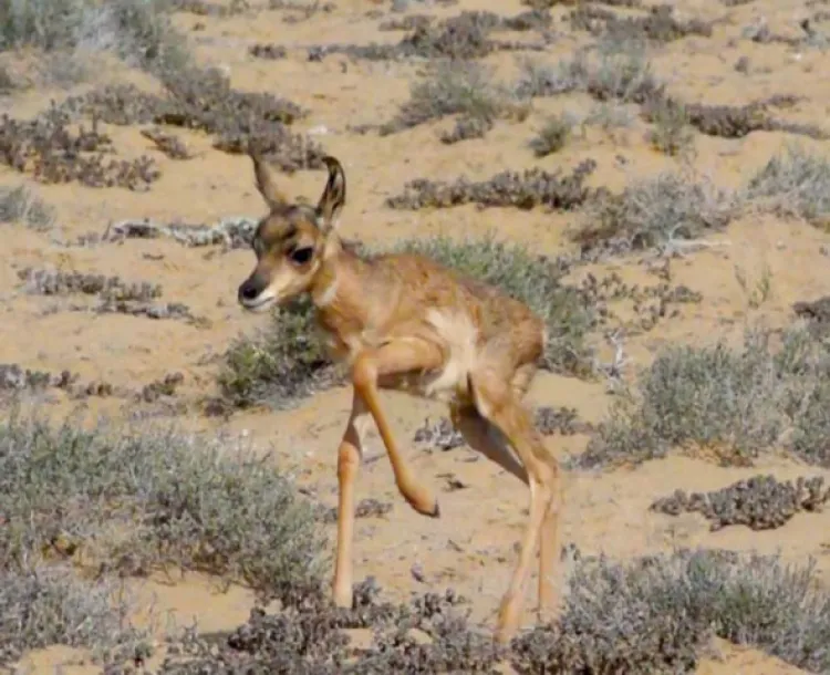 Nacen crías de berrendo peninsular en peligro de extinción