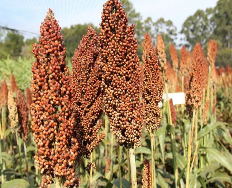 Aplicarán proyecto piloto de siembra de Súper Sorgo en Sonora