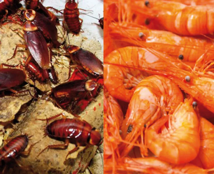 Las cucarachas y los camarones son... ¿prácticamente lo mismo?