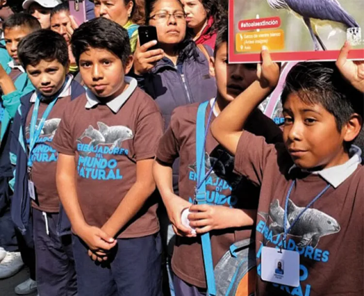 Vaquita marina al borde su extinción