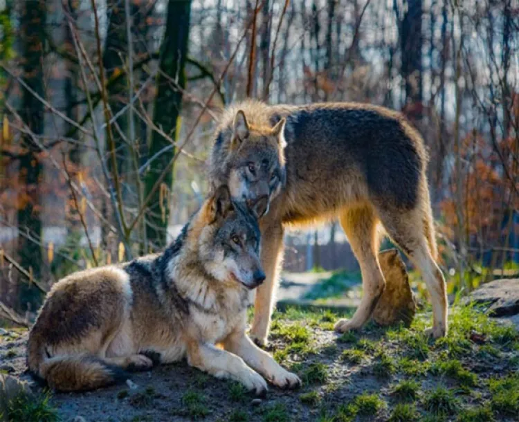 Podrían lobos de Chernobyl esparcir sus genes radiactivos
