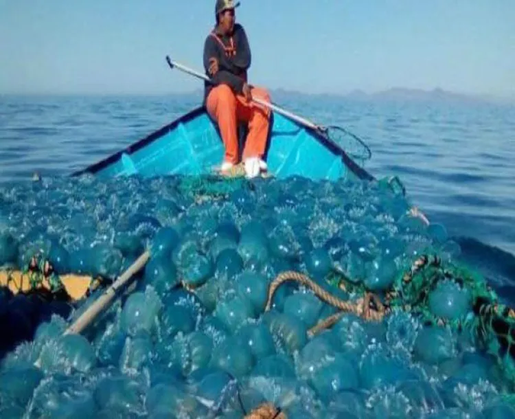 Pesca de medusa bola de cañón genera más de 260 mdp