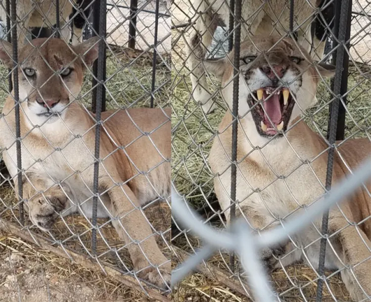 Reubica PF a puma que acechaba ranchos ganaderos en Sonora