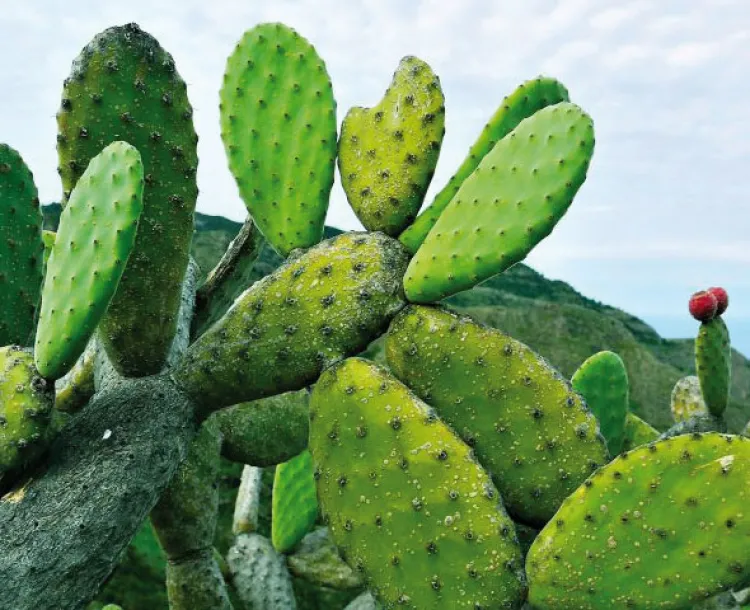 Hoy se celebra el Día del Nopal