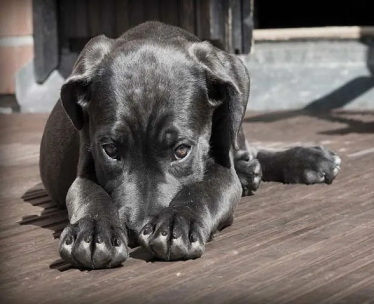 Perro espera a su dueña en el lugar donde murió hace meses