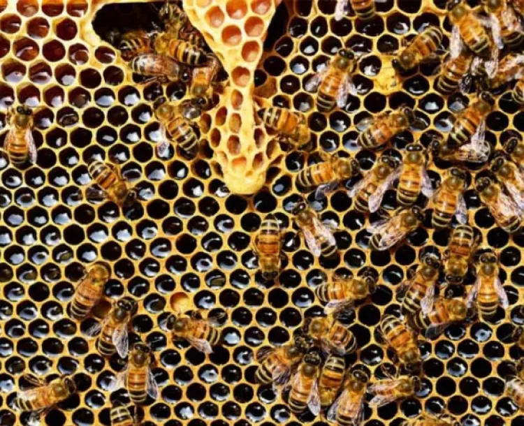 Envenenan a más de 2 millones de abejas en Colombia