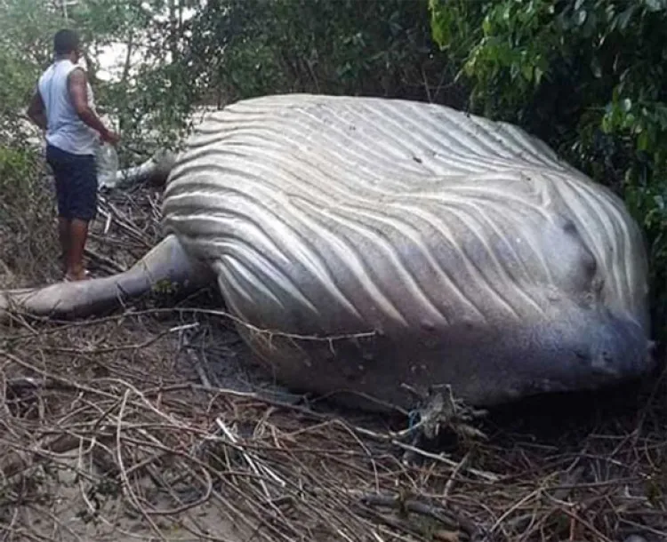 Aparece ballena jorobada en la selva del Amazonas