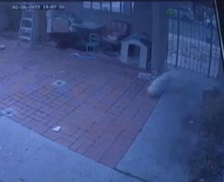 Sorprenden a cartero rociándole gas pimienta a perrito
