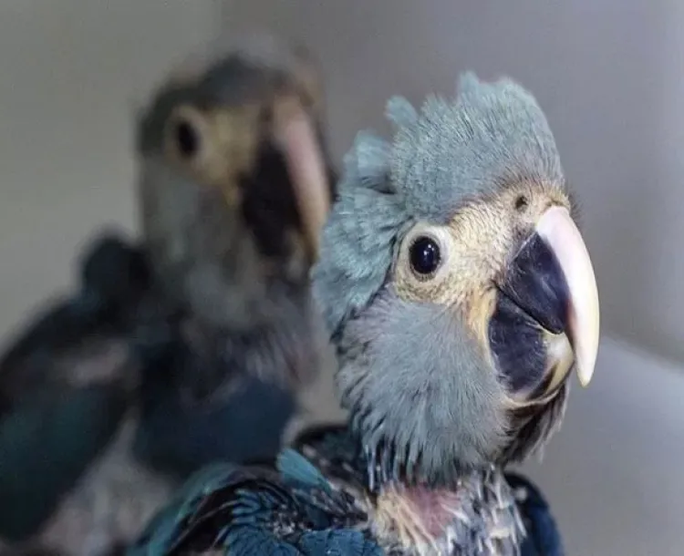 Nace un guacamayo azul, especie ‘extinta’ en el año 2000