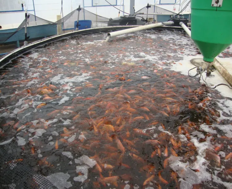 Crean mexicanas alimento acuícola; estimula sistema inmune de los peces