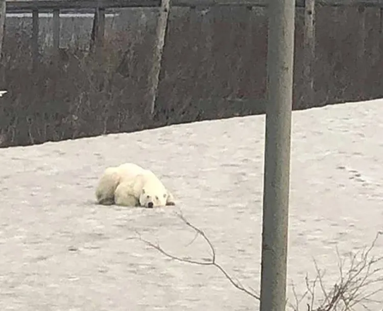Rescatan a oso que buscaba comida en Rusia
