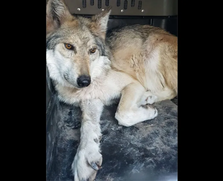 Importan pareja de Lobo Gris Mexicano