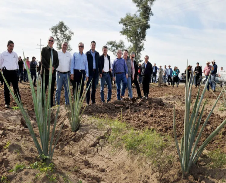 Fortalecerán SE y Unison producción de bacanora