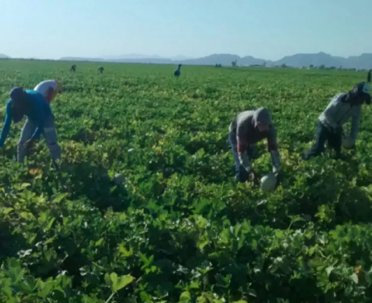 ST inspecciona campos agrícolas