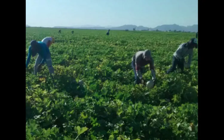 Proponen protección a jornaleros