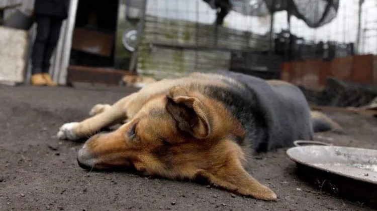 Reportan envenenamiento de perros en Hermosillo