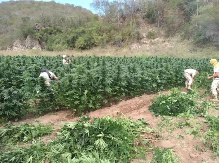 Destruyen plantíos de marihuana en Álamos, Sonora