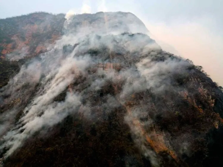 Piden senadores reactivar empleo temporal para prevenir incendios