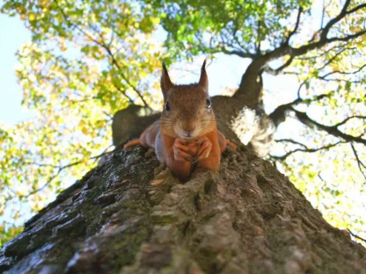 Cuarentena, un respiro necesario para ecosistemas y especies