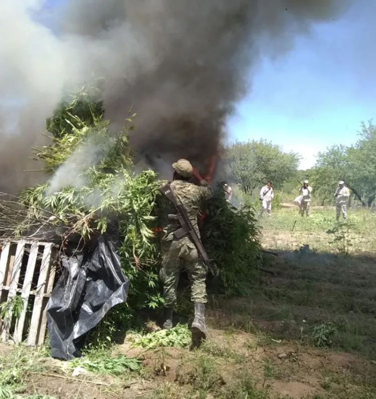 Destruyen sembradíos de marihuana y amapola