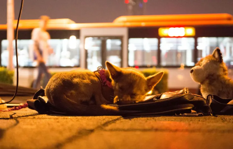 China prohíbe consumo de perros, gatos, serpientes y lagartos