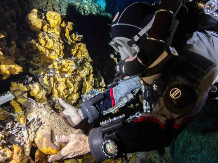 Descubren especies nuevas de animales en Quintana Roo