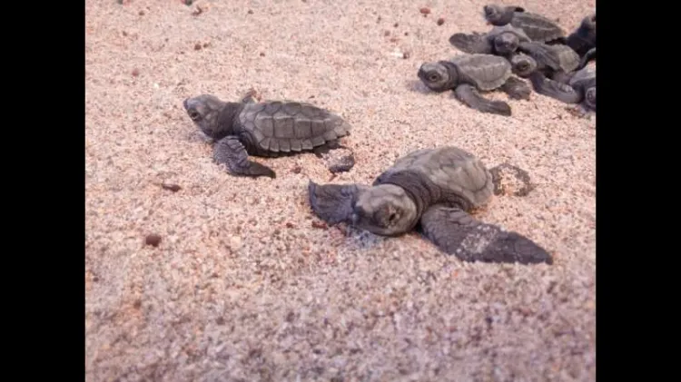 Nacen 34 tortugas marinas en playa de San Carlos