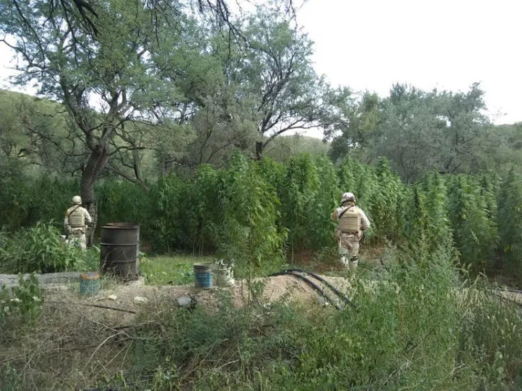 Ejército destruye plantío de marihuana en Aconchi