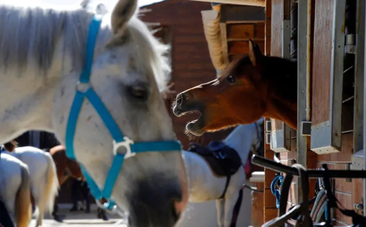 Hallan caballos mutilados en Francia; autoridades investigan caso