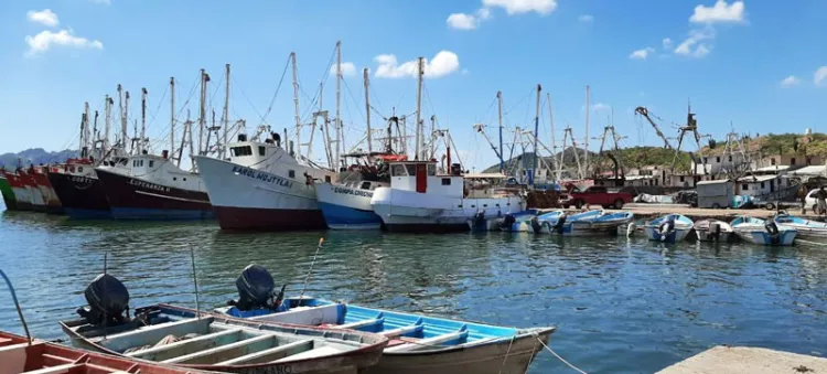 Listos pescadores para la temporada camaronera